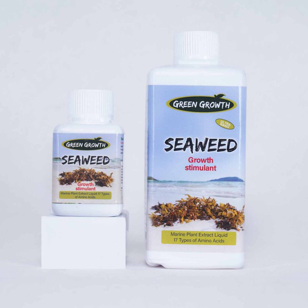 جلبک دریایی